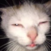 Cá