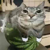 Cô