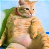 Gấ