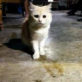 Cộ