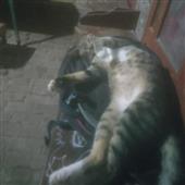 Xó