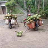 Vợ