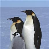 Go
