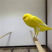 Kè