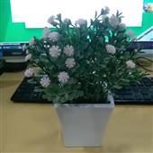 Dự
