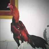 Gi