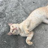 Kế