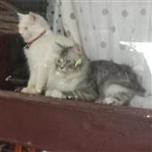 Đồ