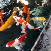 xứ