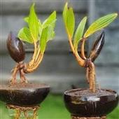 Tạ