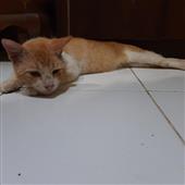 Mạ