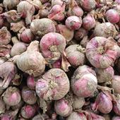 Vệ