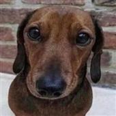 Vò