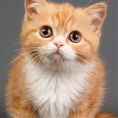 Mu