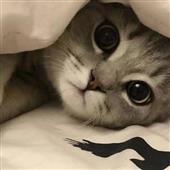 Đu