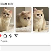 Rạ