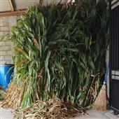 Rồ