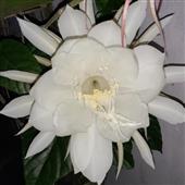 Đấ