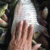 Sự