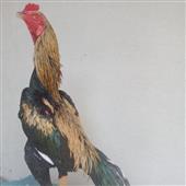 Tr