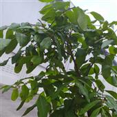 Mứ