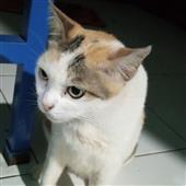 Bả