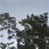 Ch