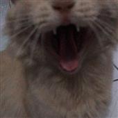 Sp
