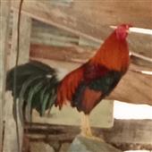 Xì