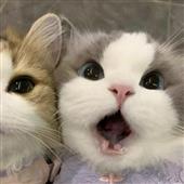Cu