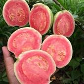 Lễ