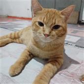Th