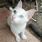 Cầ