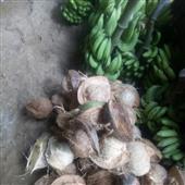 Bả