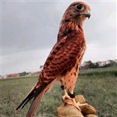 Bu