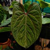 Đầ