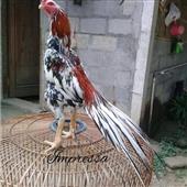 Cá