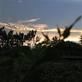 Dự