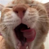 Kè