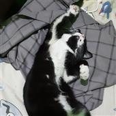 Ng