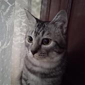 Ma