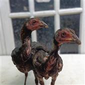 Vò