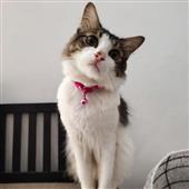 Th