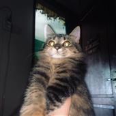 Al