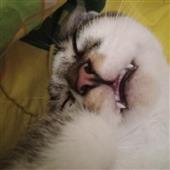 Kè