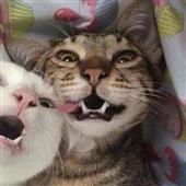 Ch