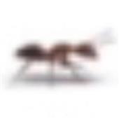 Xí