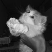 Kê