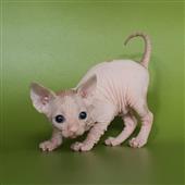 Bù