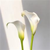 Cu